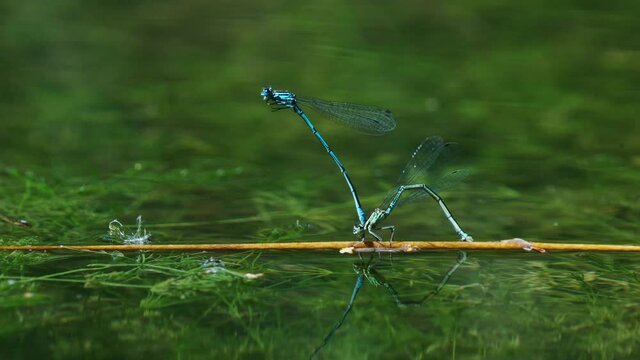 Pair Of Damselflies In Tandem Position On A Stem In Water Fly Away. close up