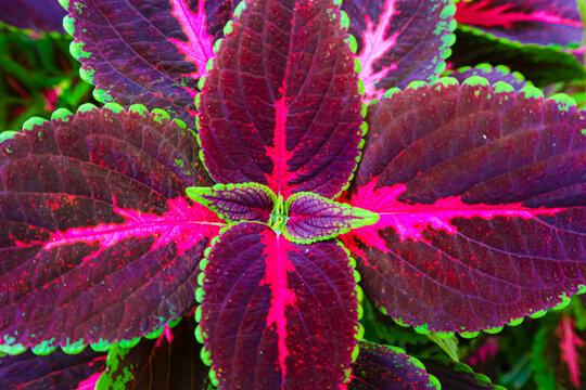 red and green coleus leaves