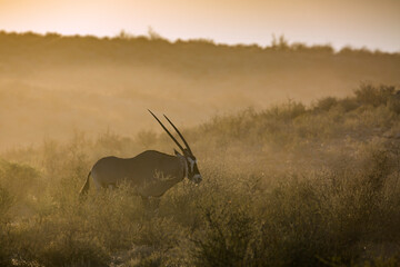South African Oryx walking at sunset in Kgalagadi transfrontier park, South Africa; specie Oryx...