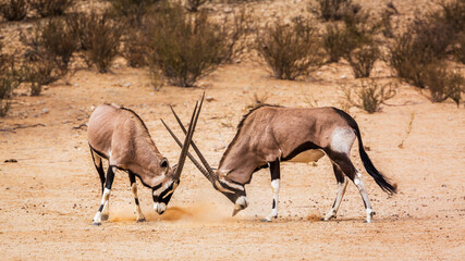 Two South African Oryx bull fighting in Kgalagadi transfrontier park, South Africa; specie Oryx...