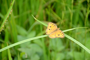 closeup the beautiful yellow color butterfly hold on the green paddy plant over out of focus green background.