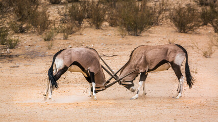 Two South African Oryx bull fighting in Kgalagadi transfrontier park, South Africa; specie Oryx...