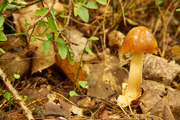 mushroom in the forest, Amanita fulva, Tawny Grisette, edible mushroom, food