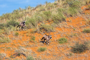 Two South African Oryx running down a sand dune in Kgalagadi transfrontier park, South Africa;...