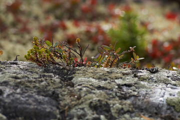 Northern forest, wonderful and beautiful nature