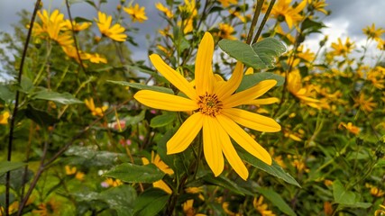 yellow flowers in the garden