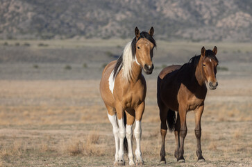 Obraz na płótnie Canvas Beautiful Wild Horses in Utah in Spring