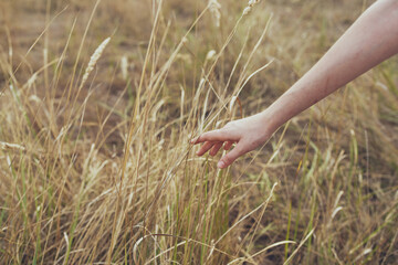 female hand touches the plant in the field nature close-up