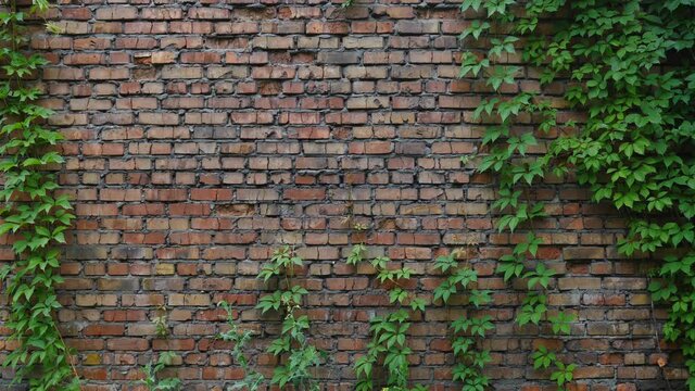 Ivy partially covers the brick wall. Red brick building wall. Space for text. background, texture