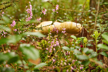 mushroom in the forest, russula paludosa, russule, edible mushroom, food - obrazy, fototapety, plakaty