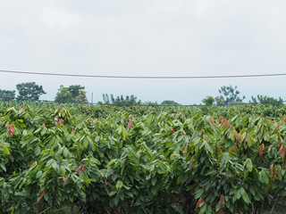 Fototapeta na wymiar Large cocoa, cacao, field at a farm in the south of Ecuador