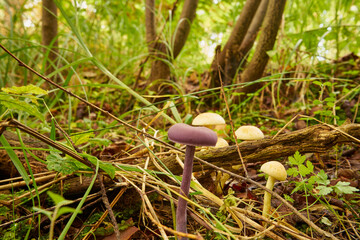 mushroom in the forest, Lepista nuda, chevalier mushroom, edible mushroom, food