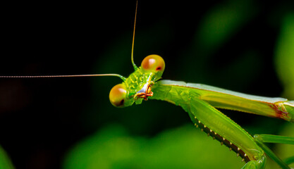 Green praying mantis on leaf green macro shot