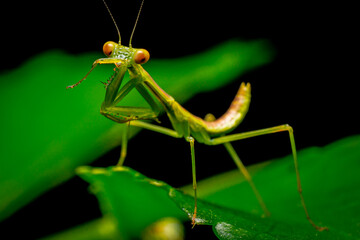 Green praying mantis on leaf green macro shot