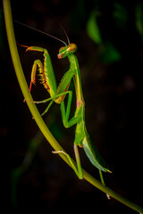 Green praying mantis on leaf green macro shot