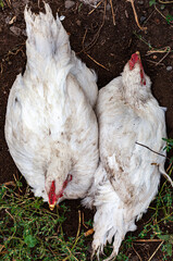 two large broiler chickens sit in a pit next to each other and look in different directions
