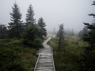 Fototapeta na wymiar Moody wood path in the scary atmospheric forest surrounded by fog in every step deep in National park Jizera mountains, Czech Republic.