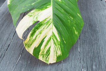Philodendron White Wizard leaves on old plank wood