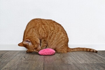 Cute ginger cat play with pink catnip toy. 