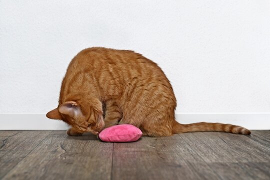 Cute Ginger Cat Play With Pink Catnip Toy. 