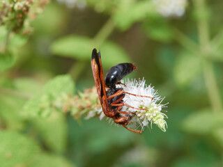 Fototapeta na wymiar Spider hunting wasp. Hemipepsis mauritanica. 
