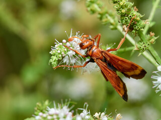 Spider hunting wasp. Hemipepsis mauritanica.  