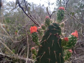 Floramento em quipá (Tacinga palmadora), uma espécie de planta da família Cactaceae comum na Caatinga.