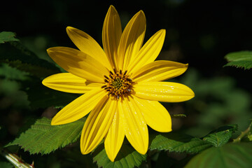yellow flower on black background