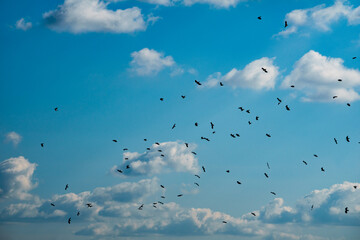 flock of birds