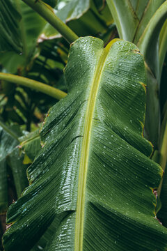 banana leaf