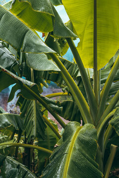 banana leaf