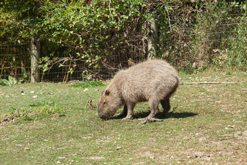 Capybara mangeant dans un parc zoologique