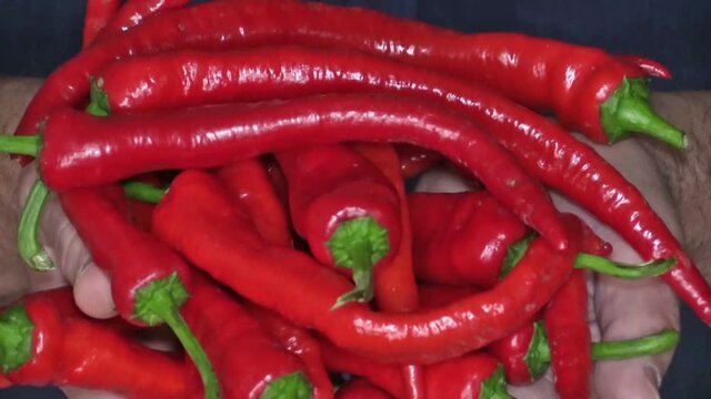 Red chili pepper in hands, closeup.