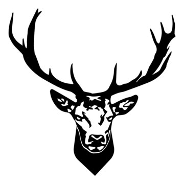 Deer head. Reindeer head isolated vector illustration. Wild animal.