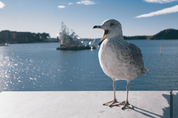 seagull on the pier