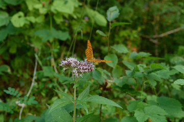 Orange butterfly perched on some flowers among the vegetation. Light orange wings, with brown spots on a white flowers, among the leaves, green