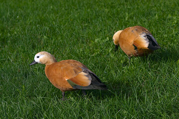 ducks on the grassy lawn of the park