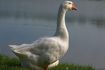 White goose on the shore of the pond
