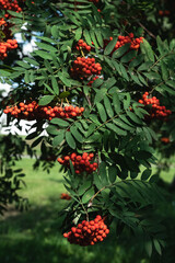Bright red rowan berries hang in clusters against a background of green foliage. Highlighted branches in shadow