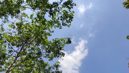 Fototapeta premium photo of trees on a hilltop against a bright blue sky background