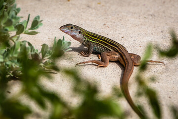 lizard on the stone