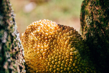 jackfruit tree