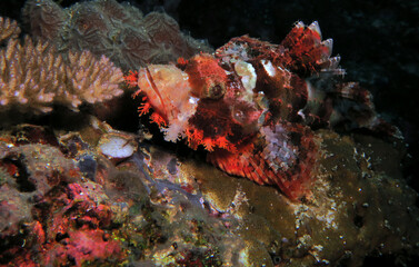 Naklejka na ściany i meble A Bearded Scorpionfish resting on corals Cebu Philippines