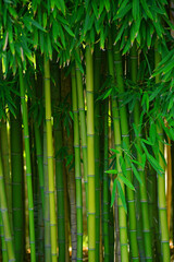 Obraz premium green bamboo