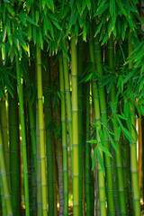 green bamboo