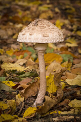 Czubajka kite in a deciduous forest. © Adam