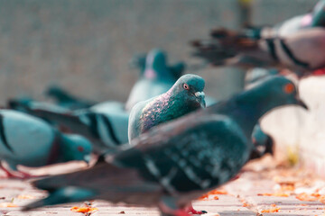 Beautiful shot of doves on a street