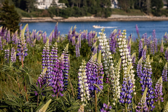 Lupines blossom with boat in background on Fernald Point along Sommes Sound near Southwest Harbor, Maine
