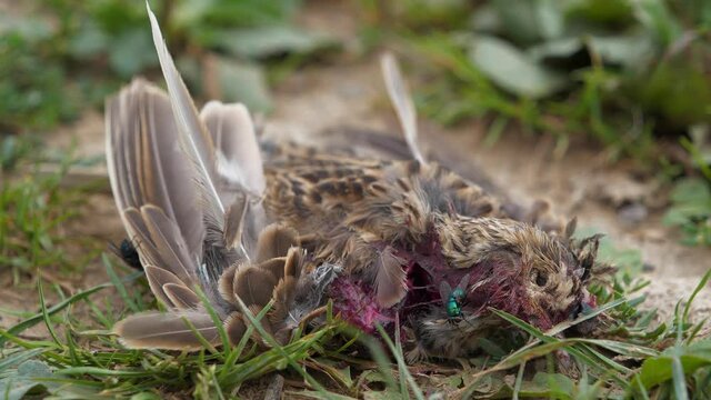 Dead bird lies on the grass