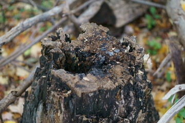 tree stump
